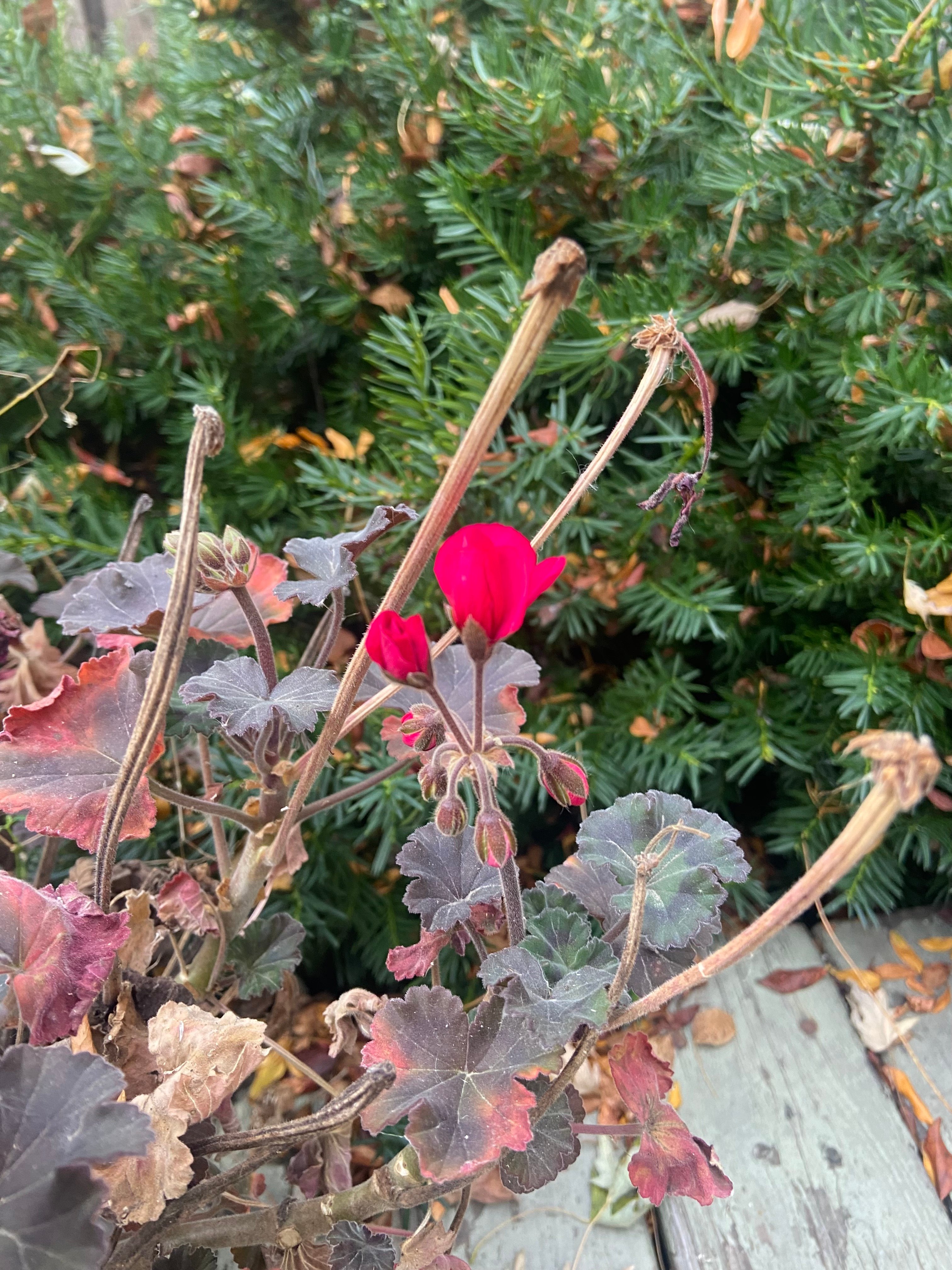 Erik Geranium - Cindi Beth Johnson