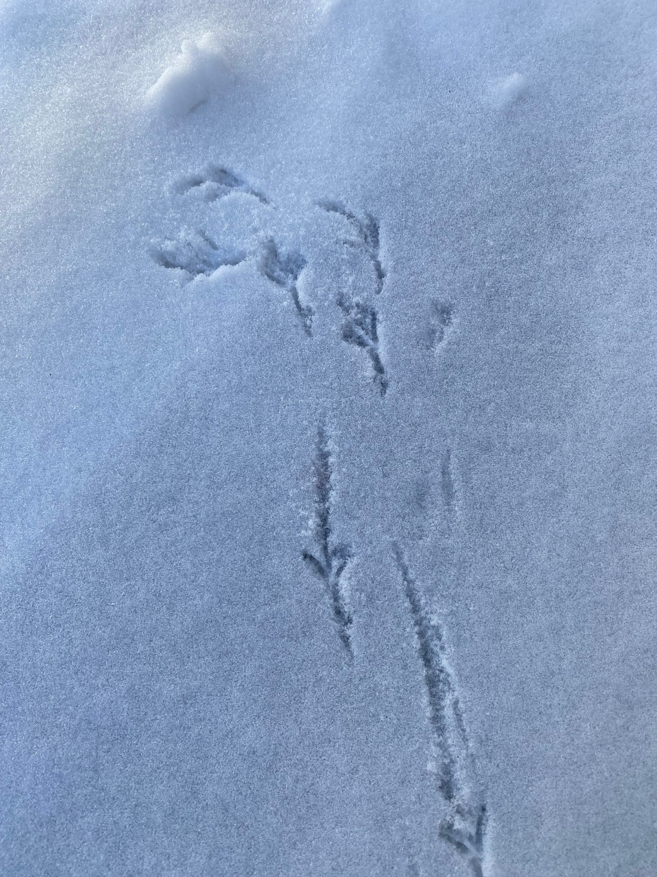 IMG_6332 - Sheryl Schwyhart