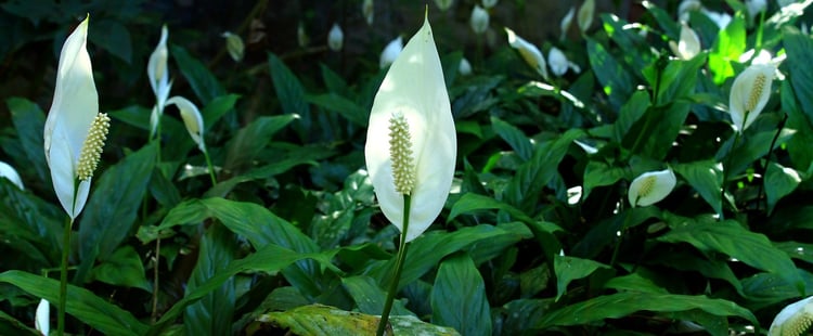 peace-lily-830968_1920 (2)-419222-edited.jpg